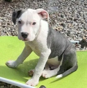 A baby small-sized male Yellow / Tan / Blond / Fawn Terrier dog named Orion Lonestara for adoption in Rockaway, NJ