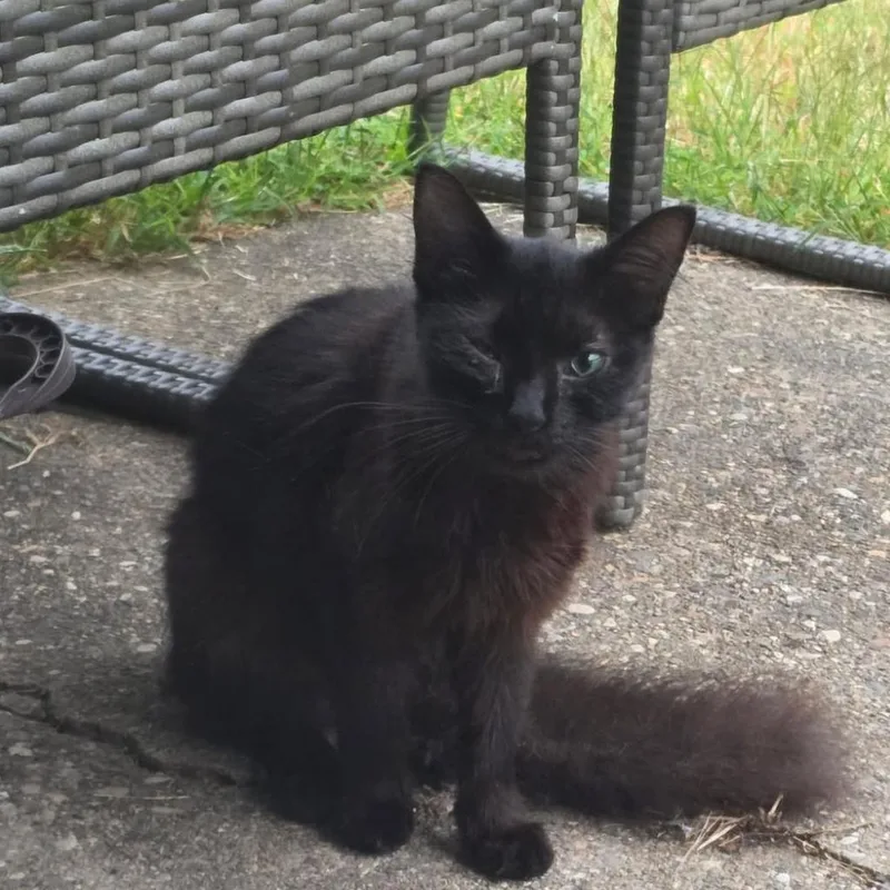 An adult medium-sized female Black Domestic Short Hair cat named Adeline for adoption in Edwards, IL