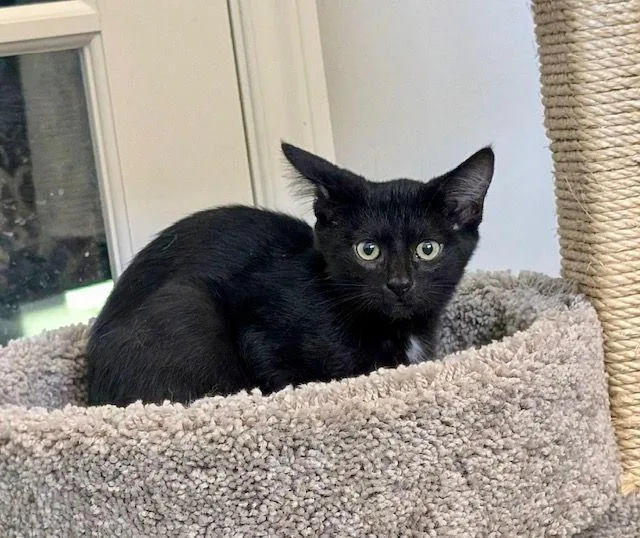A baby medium-sized male Black Domestic Short Hair cat named Peet for adoption in Lake Orion, MI
