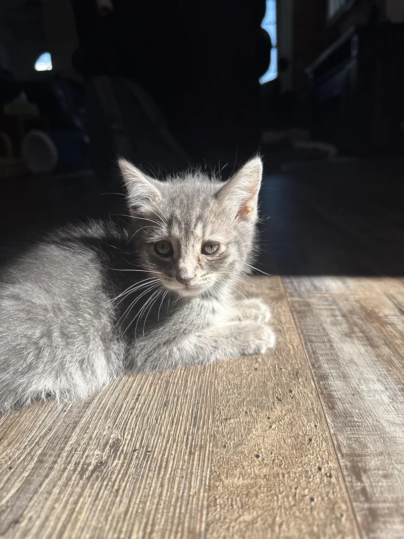 A baby medium-sized female Tabby (Gray / Blue / Silver) Domestic Short Hair cat named Cleo for adoption in Columbia, MD