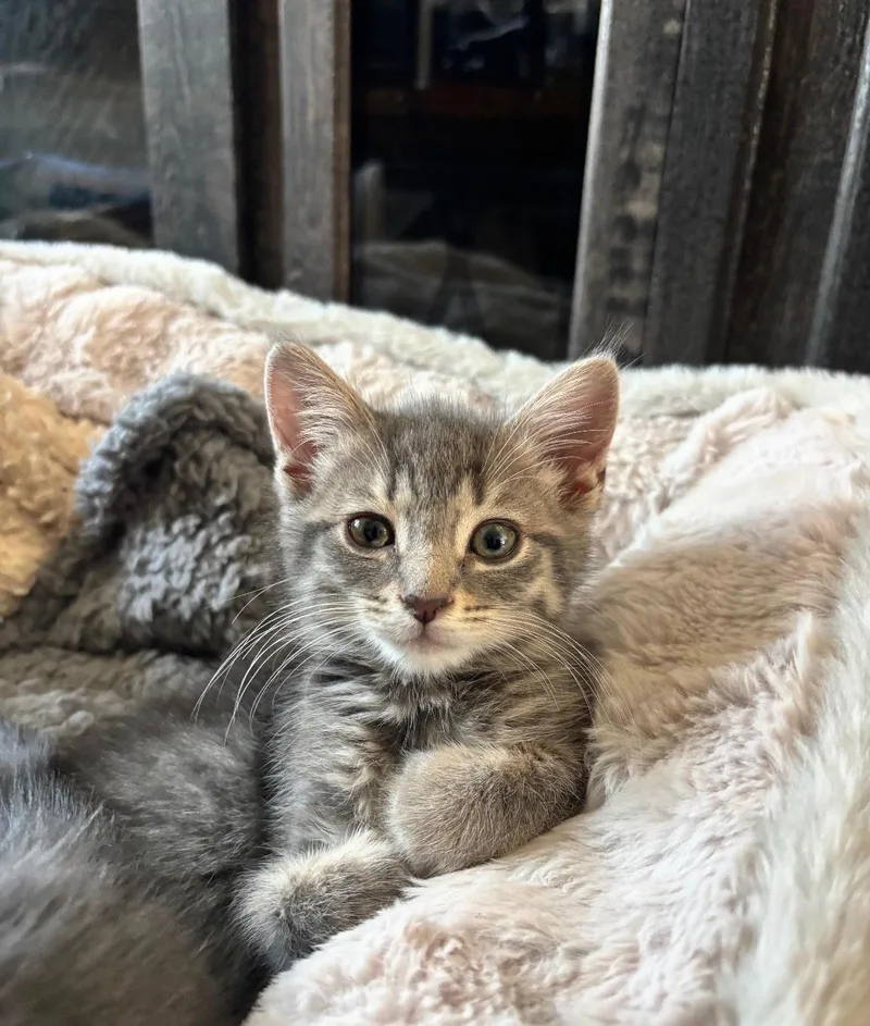 Cleo thumbnail 2