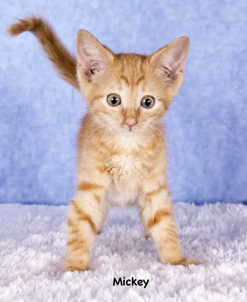 A baby small-sized male Domestic Short Hair cat named Mickie for adoption in Gilbert, AZ