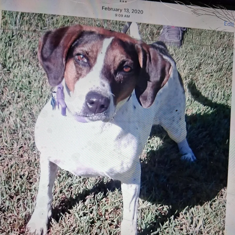 A young large-sized female Mixed Breed dog named Magnolia for adoption in Gloucester, VA