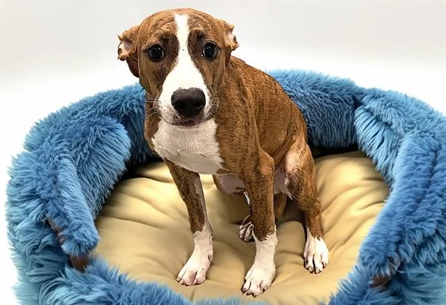A young medium-sized male Boxer dog named Davie for adoption in Fort Lauderdale, FL