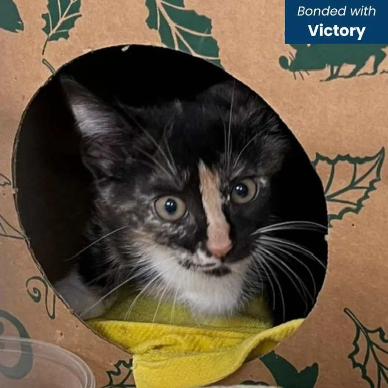 A baby small-sized female Calico Domestic Short Hair cat named Vicky for adoption in Baltimore, MD