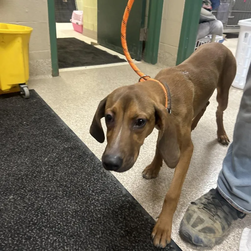 An adult medium-sized female Yellow / Tan / Blond / Fawn Hound dog named Cupcake for adoption in Lewisburg, WV