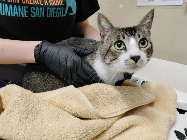 A young small-sized male Domestic Short Hair cat named Night Angel for adoption in Oceanside, CA