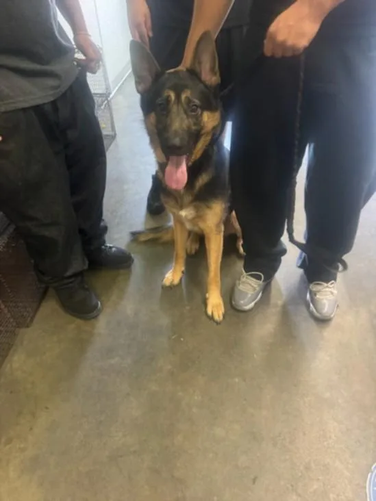 A young large-sized male German Shepherd Dog dog named The Man for adoption in Los Angeles, CA