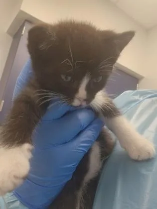 A baby small-sized male Domestic Short Hair cat named Soccer for adoption in Roseville, CA