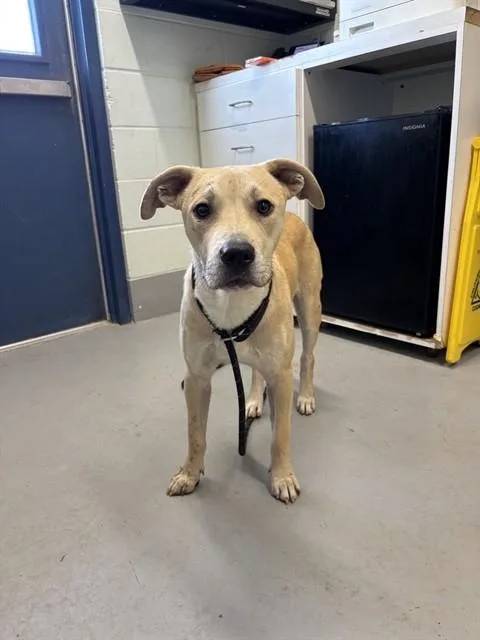 A young medium-sized male Labrador Retriever dog named Bear Claw Donut Boy for adoption in Corpus Christi, TX