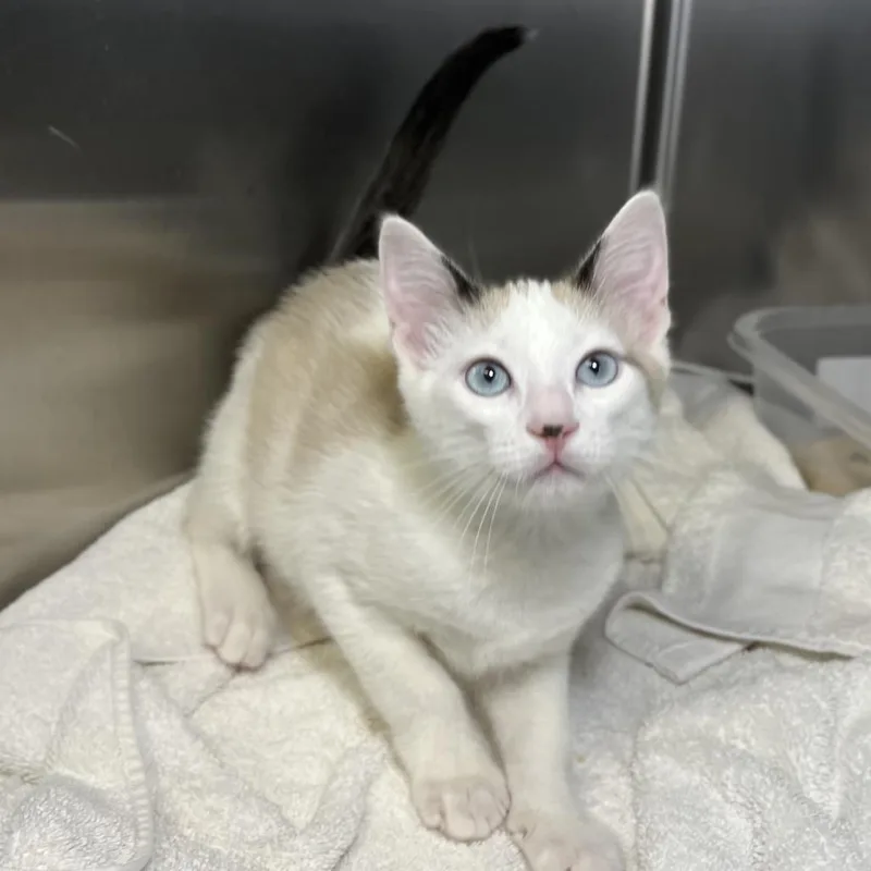 A baby small-sized male White Domestic Short Hair cat named Larry for adoption in Palm Springs, CA