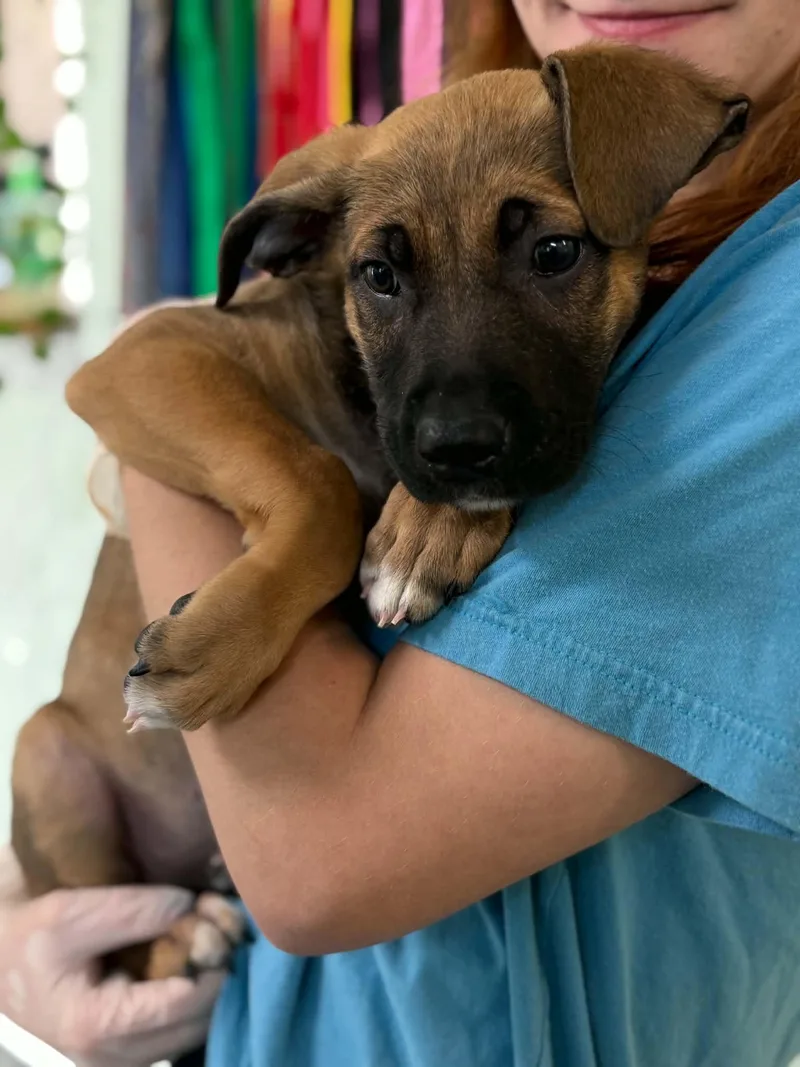 Nala