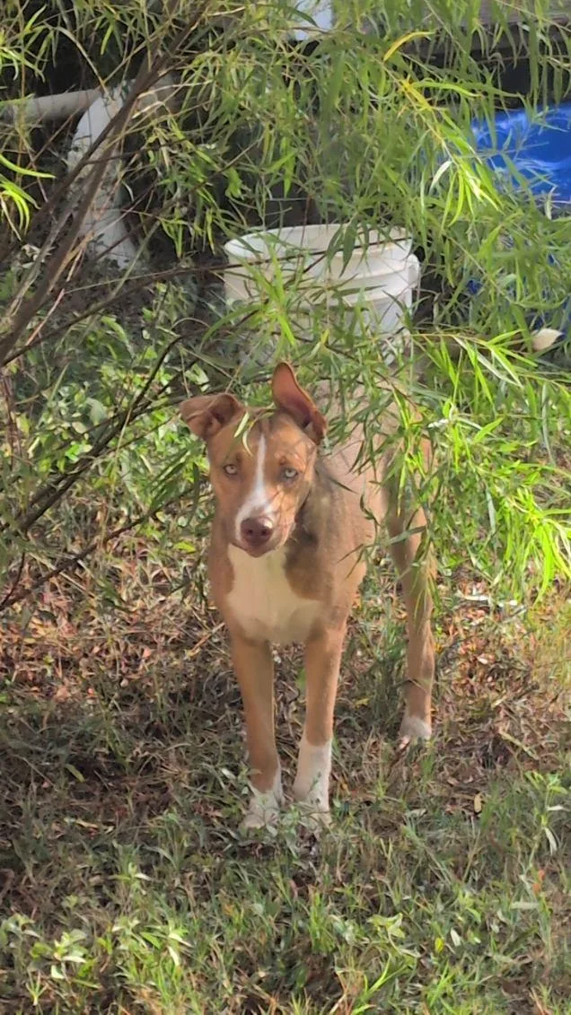 A baby medium-sized female Husky dog named Peaches for adoption in Sumter, SC