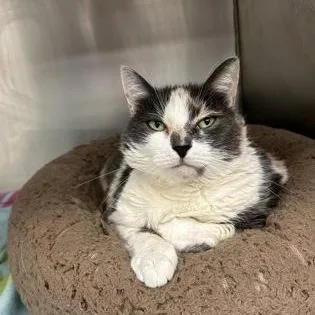 A senior medium-sized female Domestic Short Hair cat named Anna for adoption in Worcester, MA