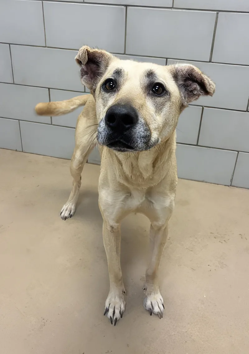 An adult medium-sized female Mixed Breed dog named Nyla for adoption in Nashville, TN