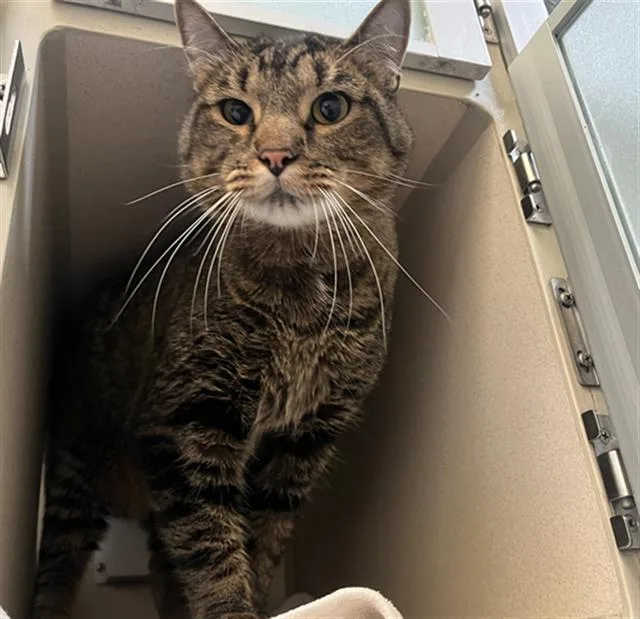 An adult medium-sized male Domestic Short Hair cat named Oliver for adoption in Denver, CO