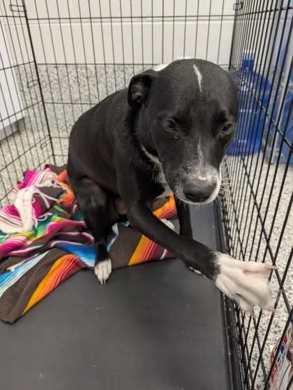 A baby medium-sized male Mixed Breed dog named Onyx FKA Harvey for adoption in West Chester, PA