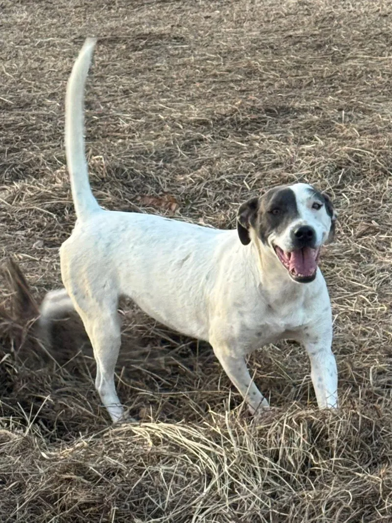 A young medium-sized female Pit Bull Terrier dog named Allie for adoption in Holly Springs, MS