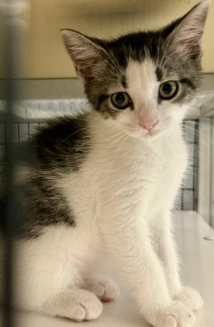 A baby medium-sized female Gray & White Domestic Short Hair cat named Bernadette .. for adoption in Apopka, FL