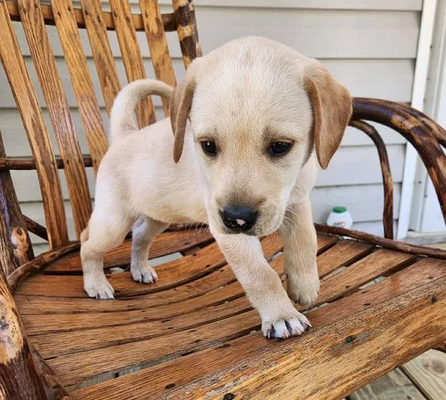 A baby medium-sized female Apricot / Beige Labrador Retriever dog named Diamond for adoption in Eutawville, SC