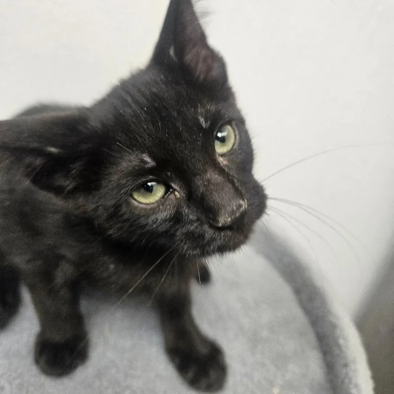 A baby small-sized male Black Domestic Short Hair cat named Joey for adoption in Grantsville, UT
