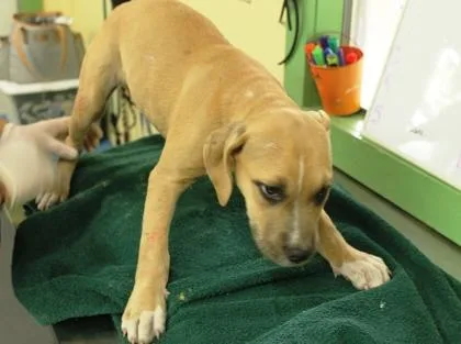 A baby medium-sized female Terrier dog named Gretchen for adoption in Picayune, MS