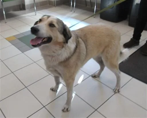 An adult large-sized male Great Pyrenees dog named Ollie for adoption in Derwood, MD