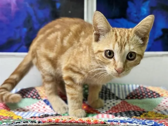 A baby small-sized male Domestic Short Hair cat named Sun Sapote for adoption in Pueblo, CO