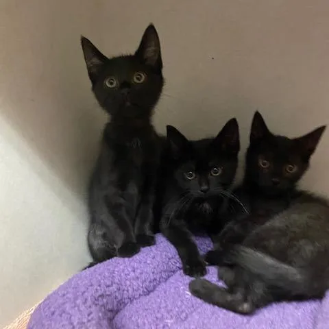 A baby small-sized male Black Domestic Short Hair cat named Mr.Bobinsky for adoption in Dayton, OH