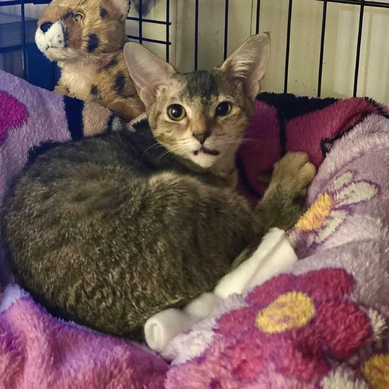 A baby small-sized female Torbie Domestic Short Hair cat named Cherry for adoption in Lauderhill, FL