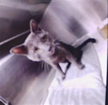 A young small-sized male Domestic Short Hair cat named A for adoption in Charlotte, NC