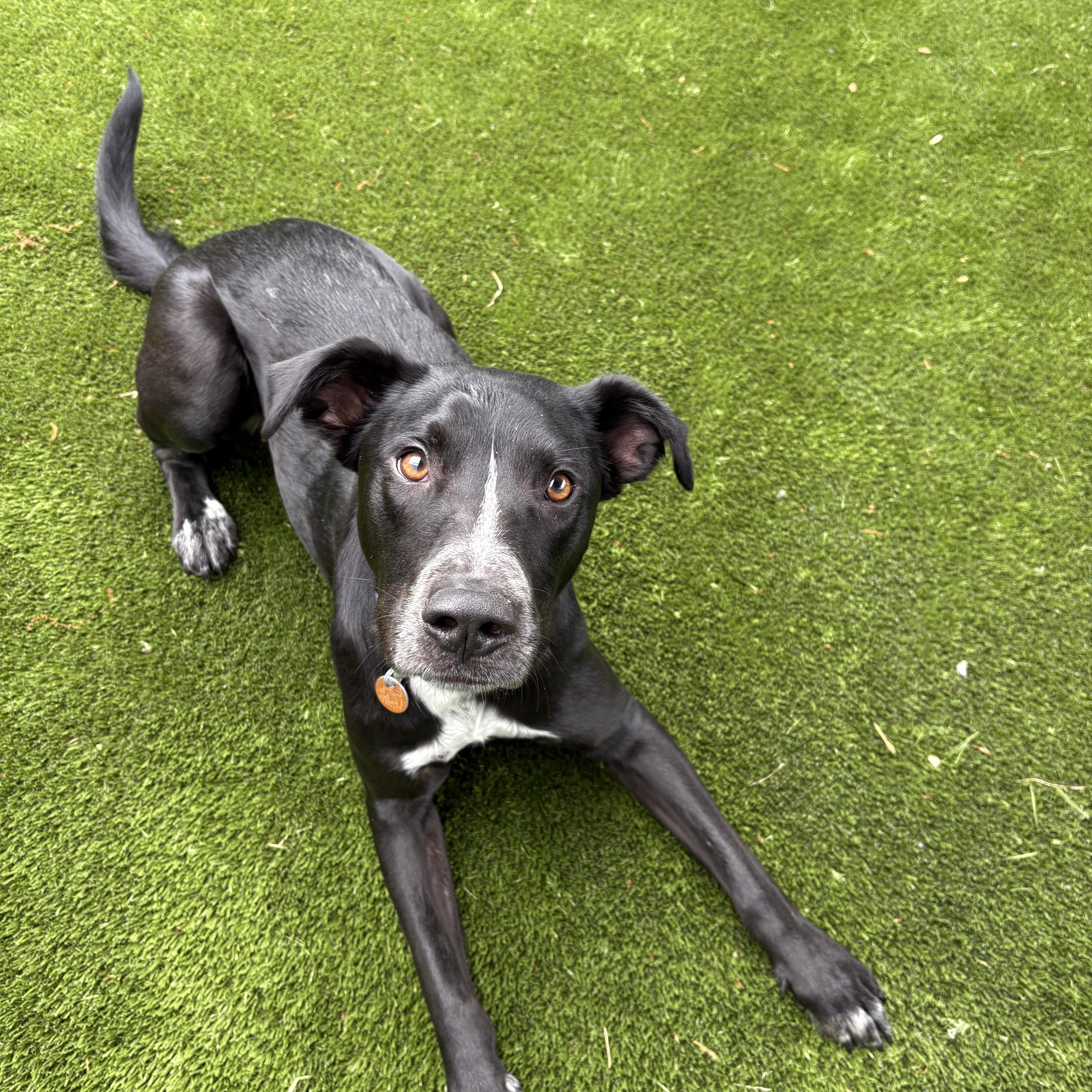 A young large-sized male Black Labrador Retriever dog named Kylo for adoption in North Haven, CT
