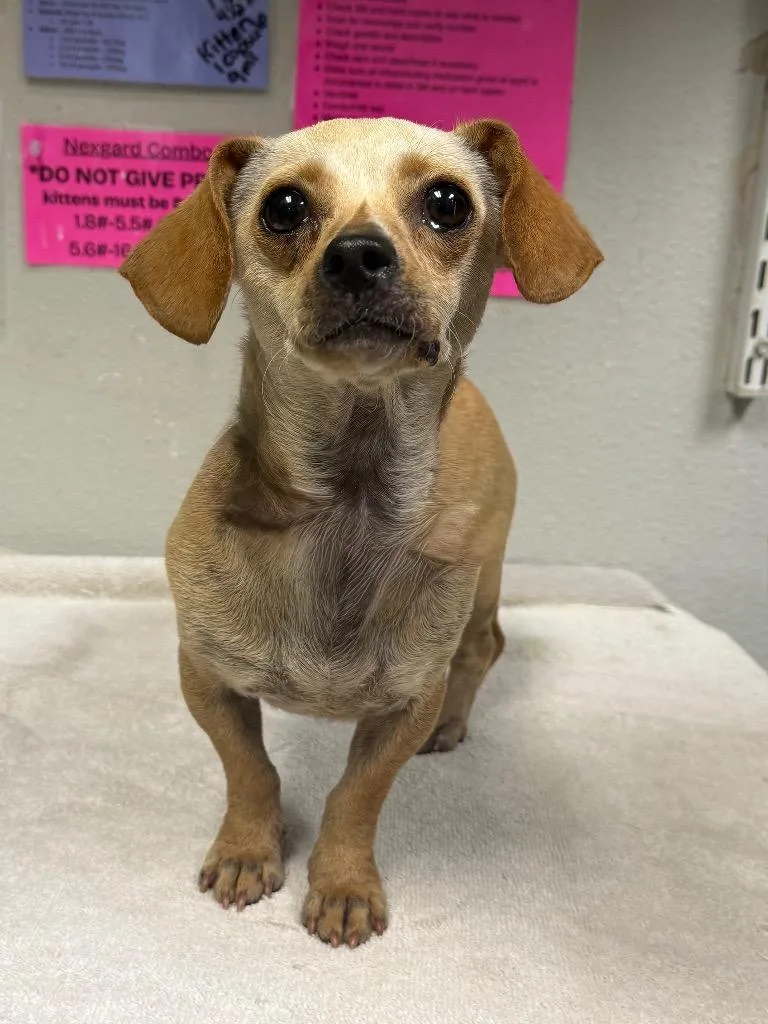 A young medium-sized female Chihuahua dog named Moon Pie for adoption in Sorrento, LA