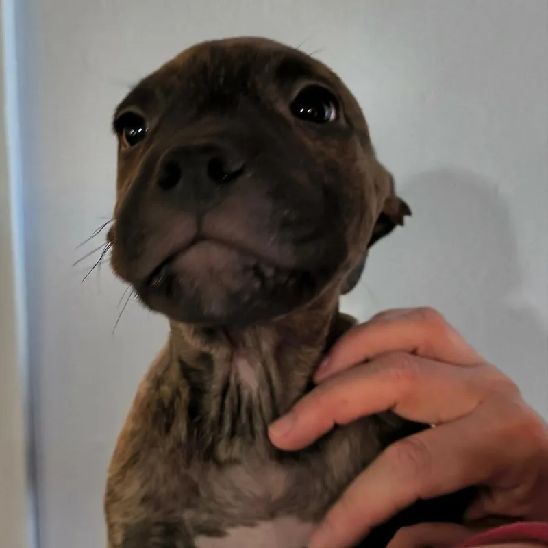 A baby medium-sized male Brown / Chocolate Mixed Breed dog named Montgomery for adoption in DeKalb, IL