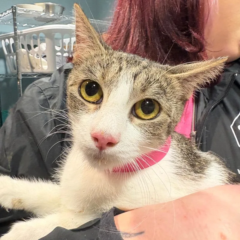 An adult medium-sized female White Domestic Short Hair cat named Lois for adoption in Chattanooga, TN