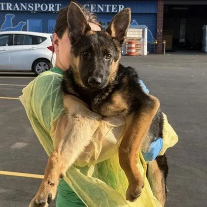 A baby large-sized male German Shepherd Dog dog named King for adoption in Philadelphia, PA