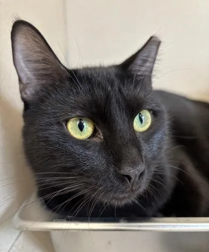 A young large-sized male Domestic Short Hair cat named Bowen for adoption in East Brookfield, MA