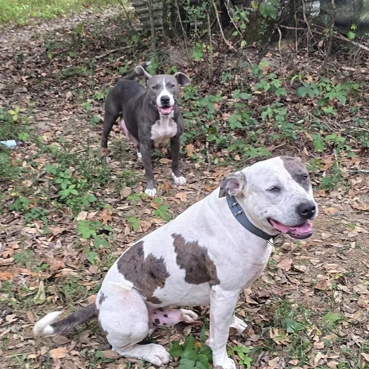 A baby small-sized male American Bulldog dog named Nirvana for adoption in Cartersville, GA