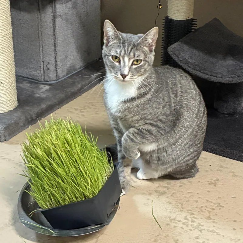 An adult medium-sized female Tabby (Gray / Blue / Silver) Domestic Short Hair cat named Emma for adoption in Quilcene, WA