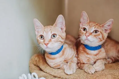 A young small-sized male Domestic Short Hair cat named A Jester for adoption in North Charleston, SC