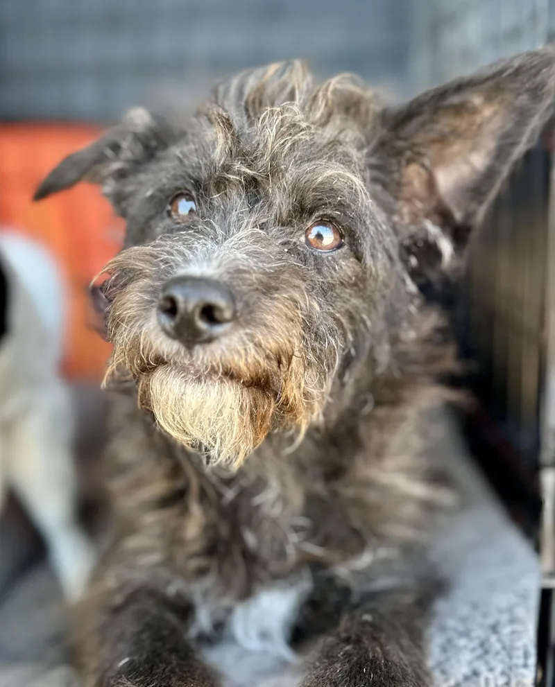 An adult small-sized female Terrier dog named Yolanda for adoption in San Francisco, CA
