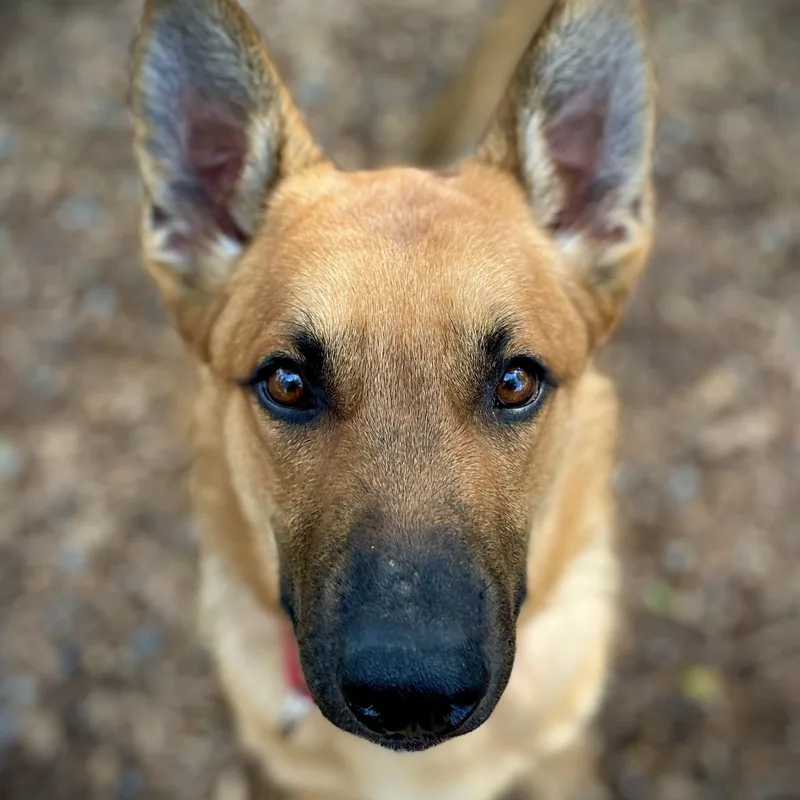 A young medium-sized female Belgian Shepherd / Malinois dog named Penny for adoption in San Andreas, CA