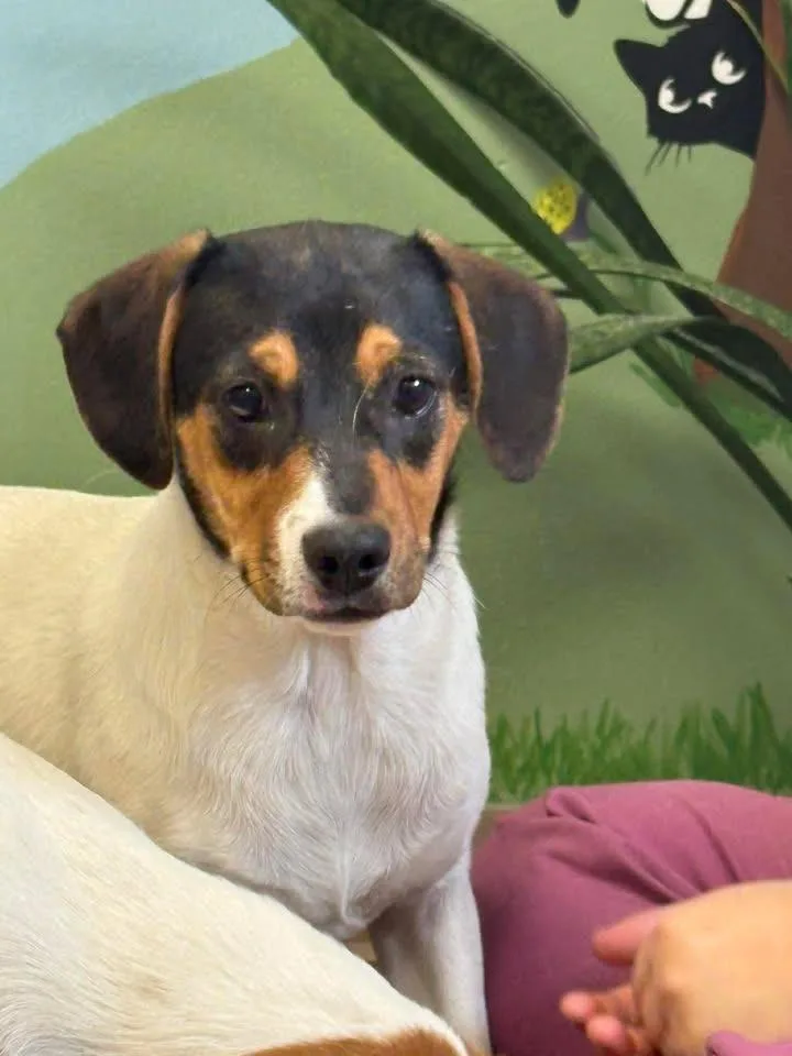 A baby medium-sized female Hound dog named Dolly for adoption in Lavonia, GA