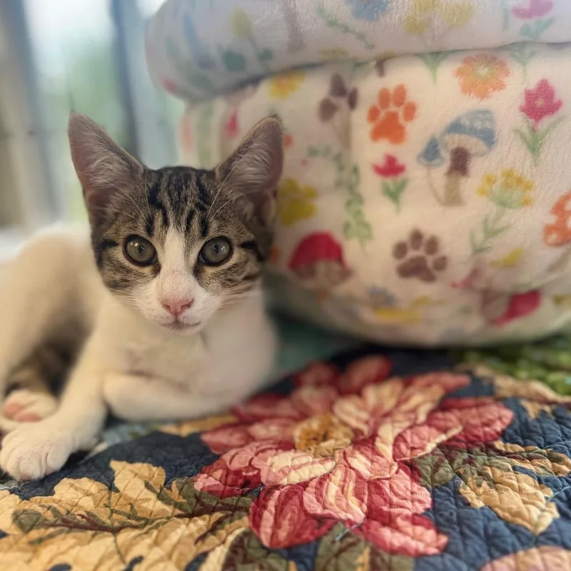 A baby small-sized female White Domestic Short Hair cat named Pistachio for adoption in Chesapeake, VA