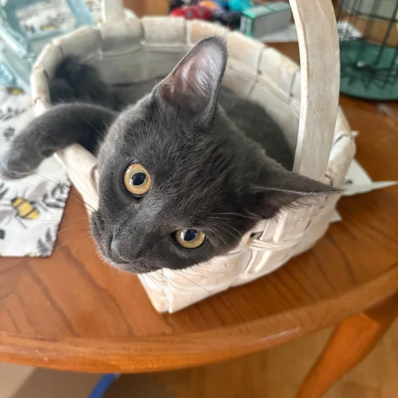 A baby medium-sized male Domestic Medium Hair cat named Smokey for adoption in St. Louis, MO
