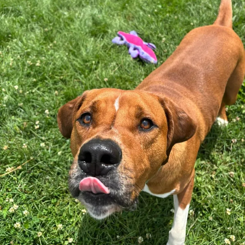 An adult large-sized male Brown / Chocolate Mastiff dog named Lucas for adoption in Waynesboro, PA