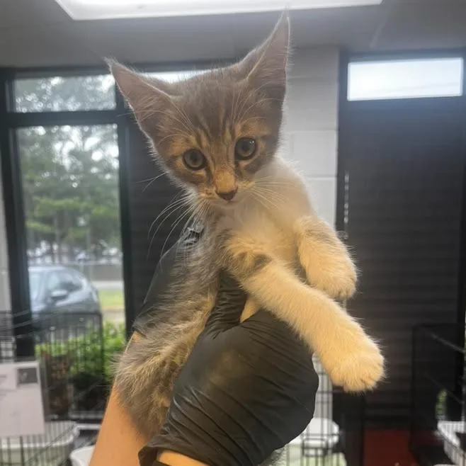 A baby small-sized male Domestic Short Hair cat named Fitzgerald for adoption in Gadsden, AL