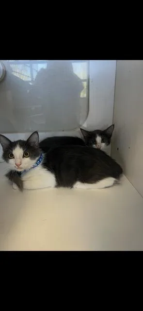 A baby small-sized male American Shorthair cat named Jasper for adoption in Paulina, LA