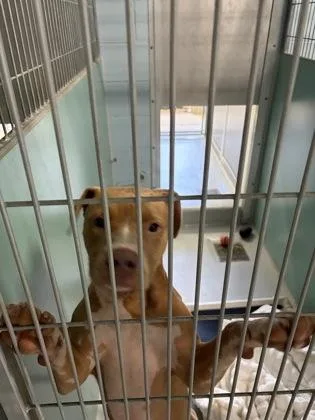 An adult medium-sized male Pit Bull Terrier dog named Kooger for adoption in Cumming, GA
