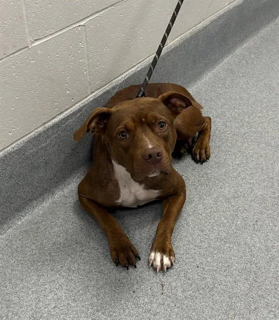 An adult large-sized female Pit Bull Terrier dog named Brownie for adoption in Indianapolis, IN